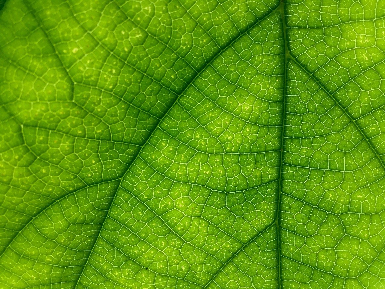 Feuille verte illustrant l'éco-conception de sites web et e-commerce, important notamment en utilisant des CMS comme WordPress WooCommerce
